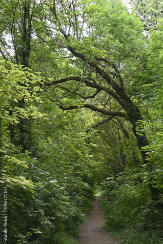 waldweg