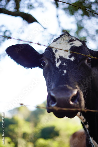 cow in the field