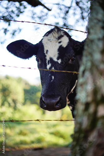 cow in the field