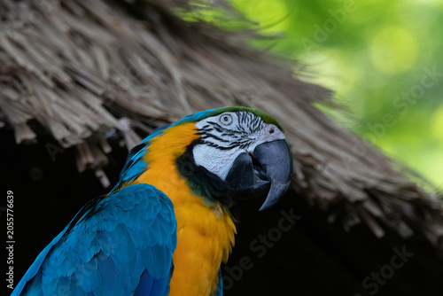 blue and yellow macaw