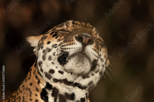 Bild auf Leinwand close up of a leopard