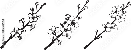 Three delicate cherry blossom branches with flowers