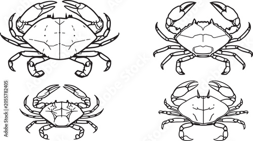 Black and white line drawing of four different crab views