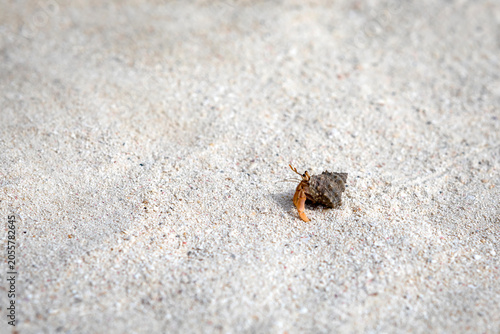 Natural White Sand Hermit Crab Texture