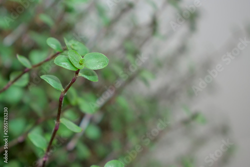Macro shot of small green Callisia repens plant leaves with copy space