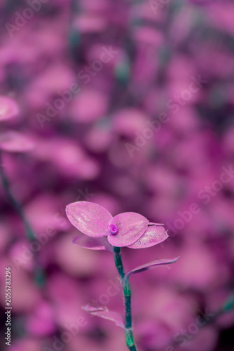 Macro shot of small purple Callisia repens plant leaves with bokeh and copy space