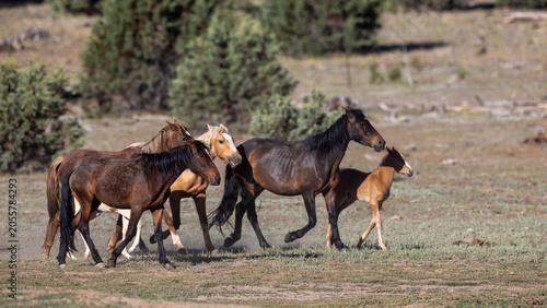 Herd of wild horses with foal running in Apache-Sitgreaves National Forest near Heber Arizona United States