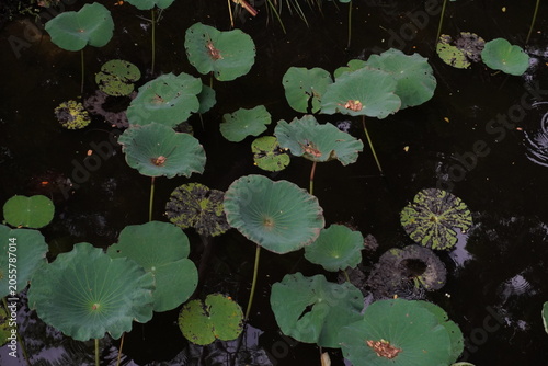 Quadro su tela Serene pond surface adorned with vibrant green lotus leaves floating gently