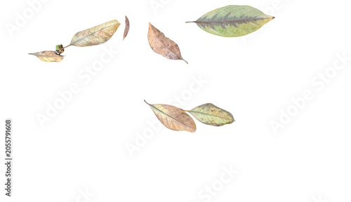 Leaf plant foliage elements in senescence stage with gravity motion levitation on transparency background. Autumn botany specimens in png format for ecology composition and studio isolate design 2026.