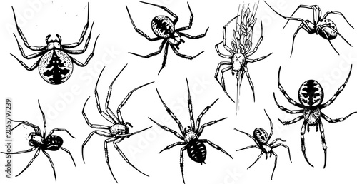 Photos Spider Collection: Black and White Line Art, Various Species, Detailed Vector Il