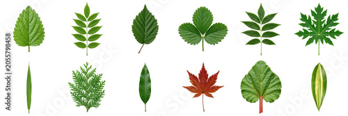Collection of Diverse Botanical Leaves Isolated on White Background for Nature Design Projects and Floral Patterns