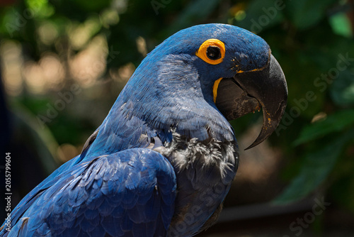 Bild auf Leinwand cotorra, ave, guacamaya, azul, animal, amarilla, pico, tropical, ara, naturaleza