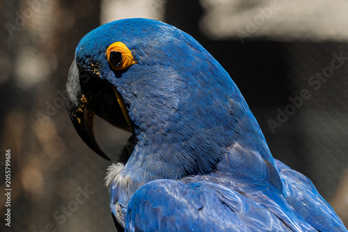 Cuadro en lienzo cotorra, ave, guacamaya, azul, animal, amarilla, pico, tropical, ara, naturaleza