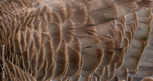 Foto Fearthers of Canada goose is a large wild goose species with a black head and neck, white patches on the face, and a brown body