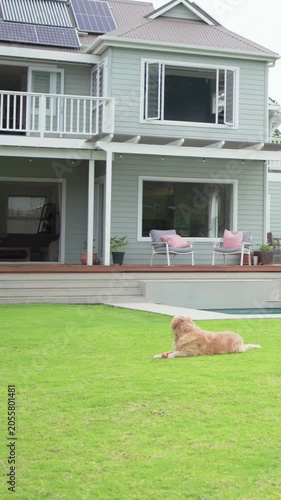 Vertical video: Lying golden retriever holding toy on lawn by pool, camera panning left, copy space