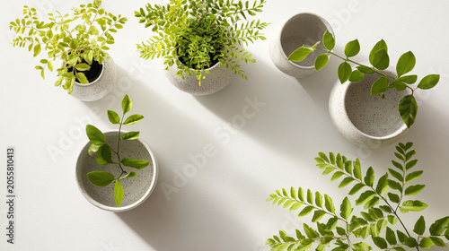 Green plants in white pots casting shadows on white surface.