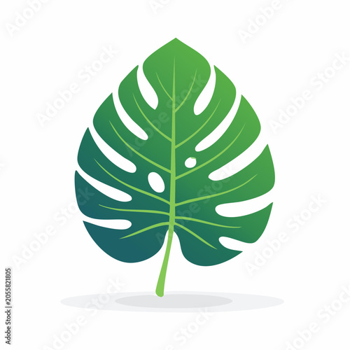 Monstera Leaf Illustration