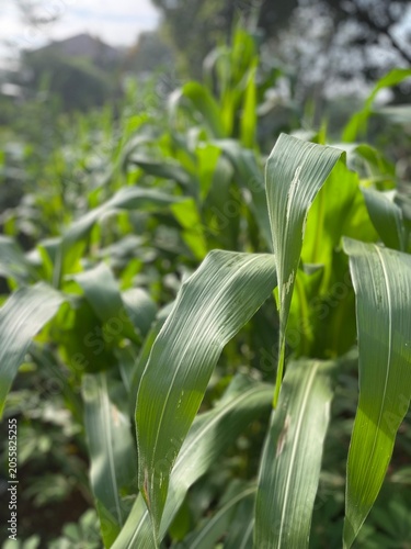 corn growing in a field