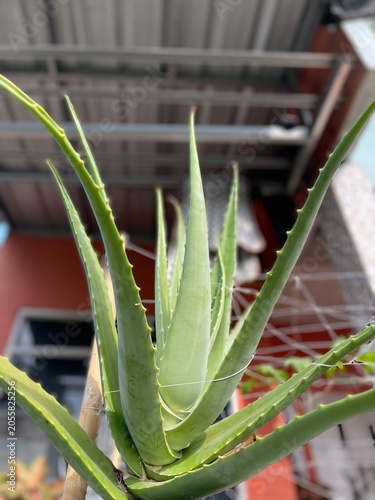 aloe vera plant in pot