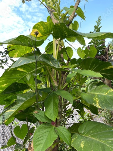 green papaya fruit