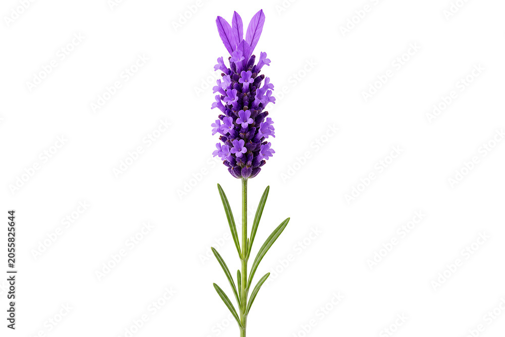Fototapeta premium A single stem of purple French lavender against white background