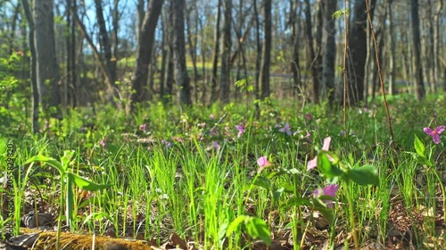 Trillium flower purple pink wild wildflower flowers with fern handheld shot bokeh panning side bokeh in Virginia Blue Ridge Mountains of Wintergreen