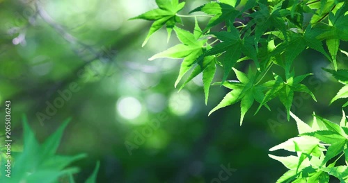Green maple leaves swaying in the wind with beautiful bokeh