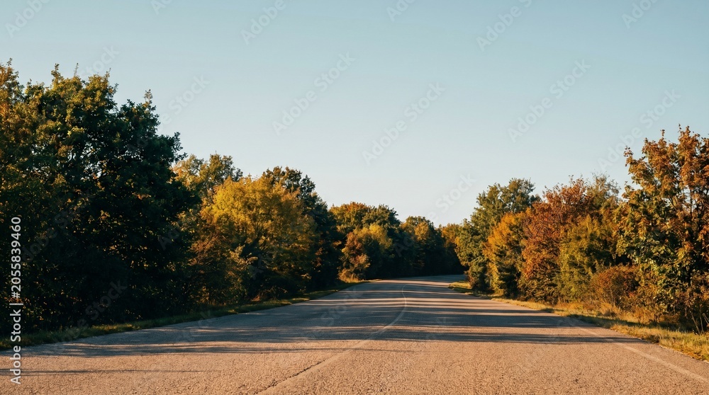 Fototapeta premium Empty asphalt road winding through autumn forest landscape at golden hour, scenic countryside travel route with colorful fall foliage trees, peaceful nature journey background