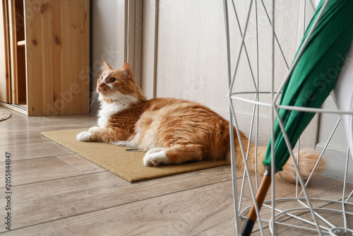 Cute cat lying on doormat i...