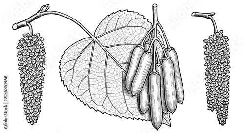 Bild auf Leinwand Elderberry fruit and leaves, botanical illustration, plant elements, natural bac