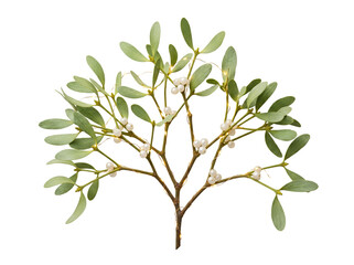 Mistletoe Sprig with White Berries and Fairy Lights Isolated on Black Background for Christmas Holiday Decoration and Festive Winter Graphic Design