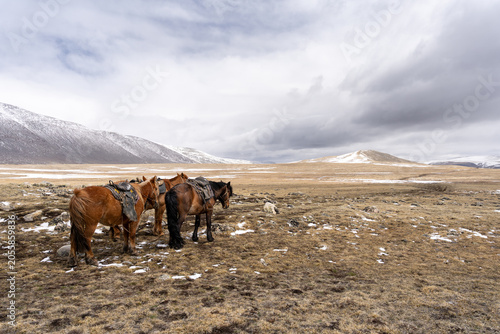 Three Saddled Mongolian Horses Standing on Vast Highland Steppe with Snow-Capped Mountains, Mongolian Altai
