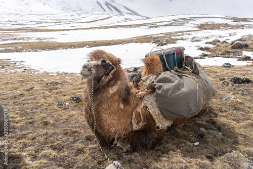 Resting Bactrian Camel Loaded with Traditional Pack Saddle and Canvas Bags on Snowy Alpine Plateau, Mongolian Altai