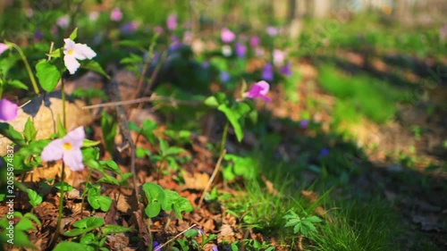 Trillium flower forest field many purple pink wildflowers handheld side panning view in Virginia Blue Ridge Mountains of Wintergreen resort spring
