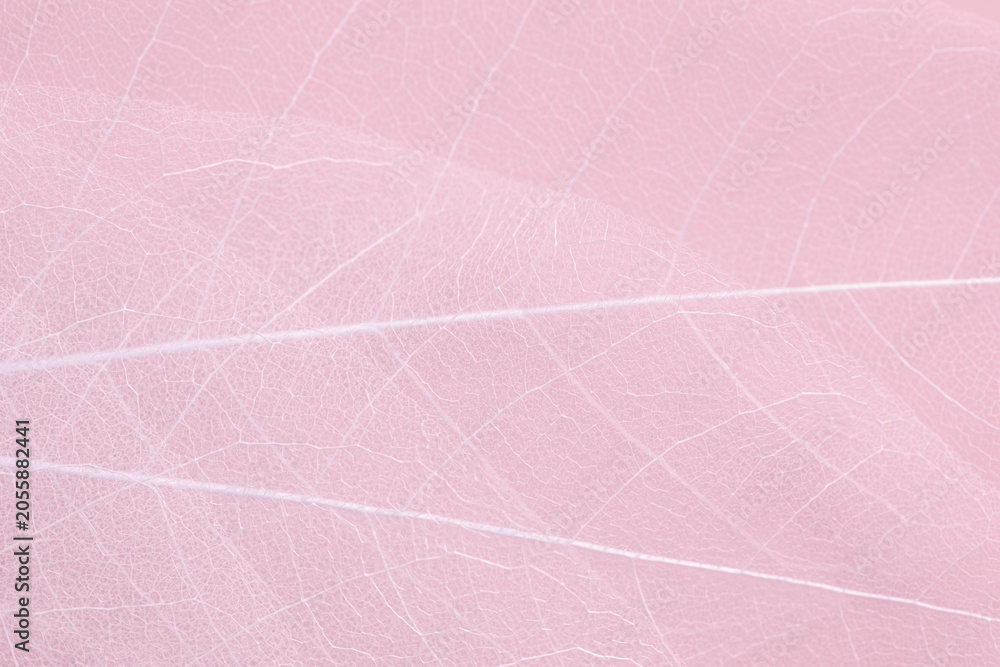 Fototapeta premium Abstract pink background, texture of dry leaf skeletons with natural pattern