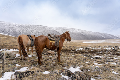 Two Saddled Chestnut Horses Standing on Rocky Alpine Plateau Against Snow-Covered Mountains, Mongolian Altai