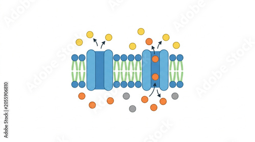 Fotografía Cell membrane with ion channels facilitating molecular transport.