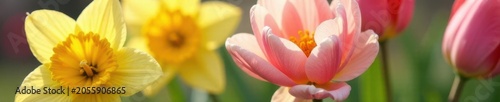 Close-up of delicate daffodil and tulip blossoms , close-up, yellow