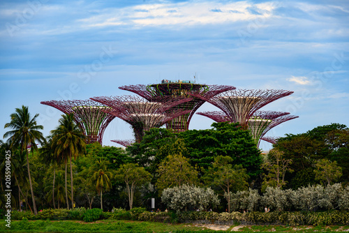 Photography Vibrant shot of Singapore’s iconic Supertree Grove at Gardens by the Bay, framed by lush tropical foliage under a bright blue sky