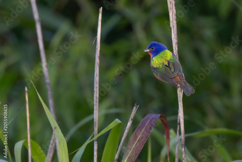 Painted Bunting