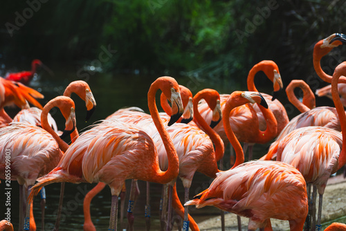 Tableau sur toile Close-up shot of vibrant pink Caribbean flamingos with long curved necks and banded legs, gathered by dark water against blurred lush green wetland background