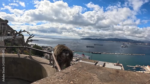 A Barbary macaque sits peacefully on a stone ledge atop the Rock of Gibraltar, gazing over the bustling harbor and sparkling bay below under dramatic clouds and bright natural daylight.