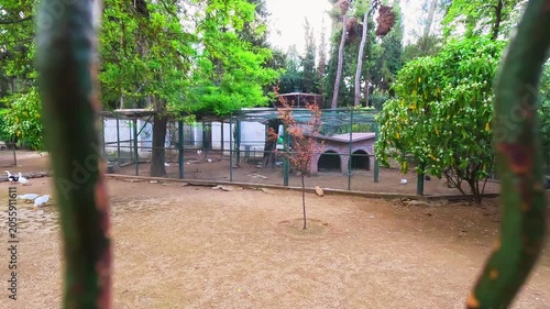 Attica Zoological Park in Athens, Greece with fence enclosure for exotic tropical birds, cat hunting for bunny rabit captive wildlife