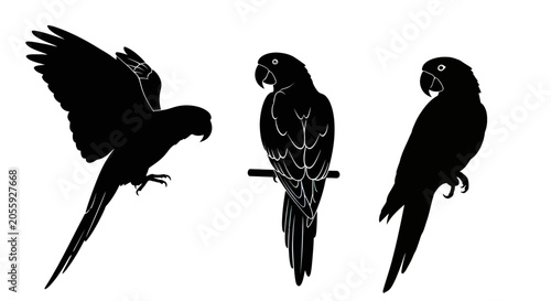Three black silhouette parrot birds standing.