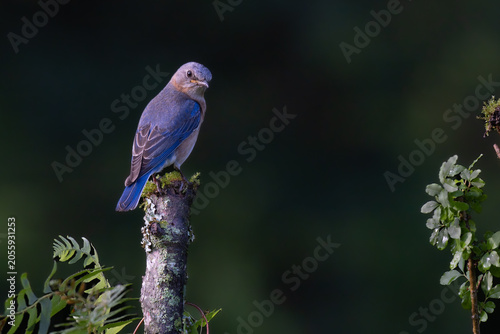 Eastern Bluebird