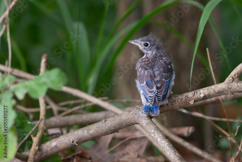 Eastern Bluebird