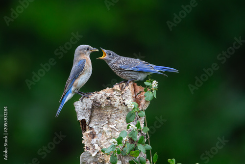 Eastern Bluebird