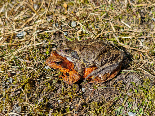 Bild auf Leinwand Two common frogs mating in amplexus on ground with dry grass and moss during spr