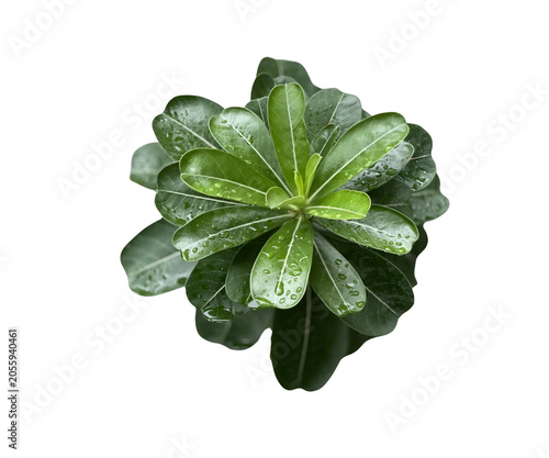 Top-down view of fresh green Adenium leaves covered with water drops after rain, isolated on white background.