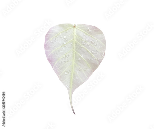 Beautiful soft pink and white heart-shaped leaf with morning dew on black background, minimalist botanical concept.